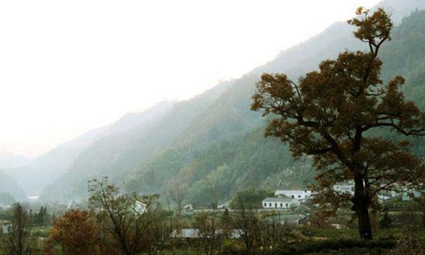 池州仙寓山富硒茶