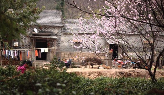 池州仙寓山富硒茶