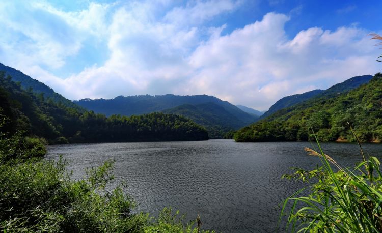 池州仙寓山富硒茶