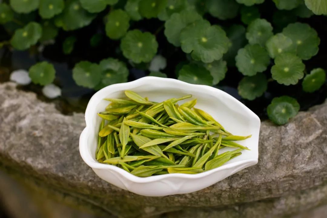 富硒白茶饼茶泡法