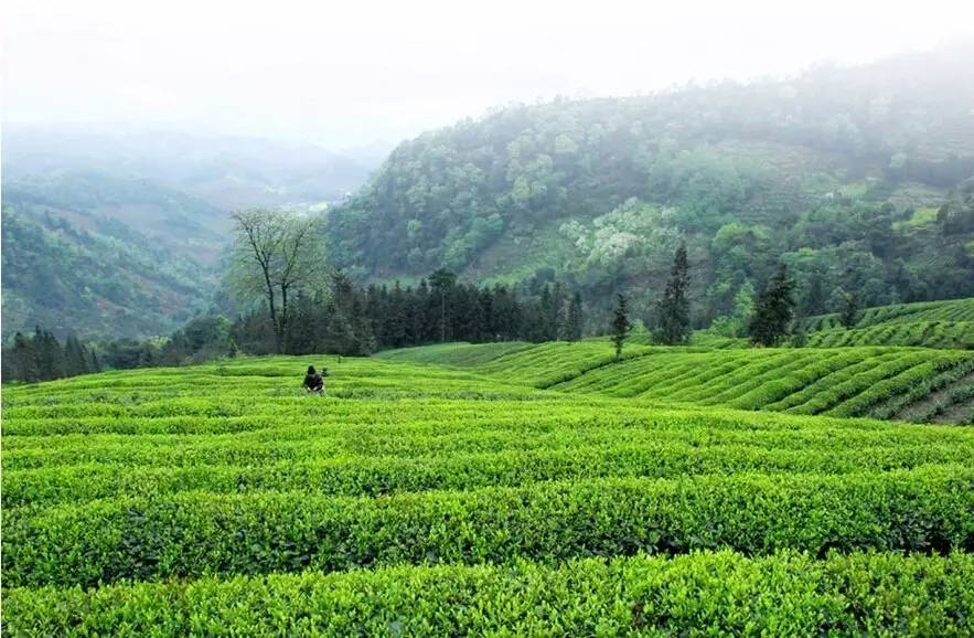 达州市富硒茶产地