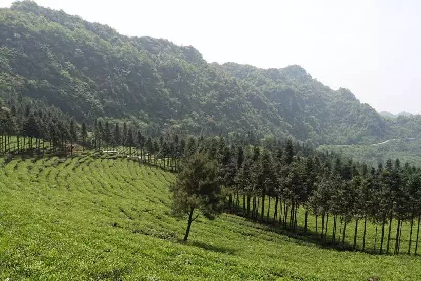 达州市富硒茶产地