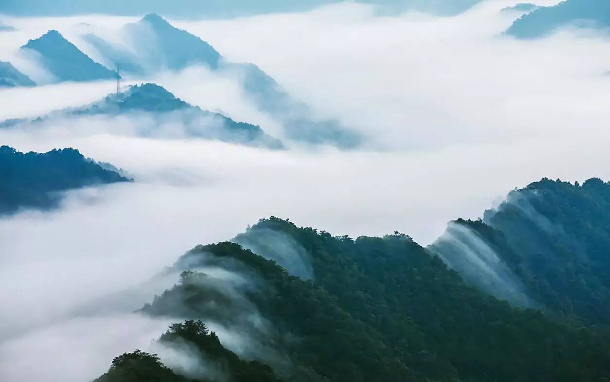 西黄山石台富硒茶