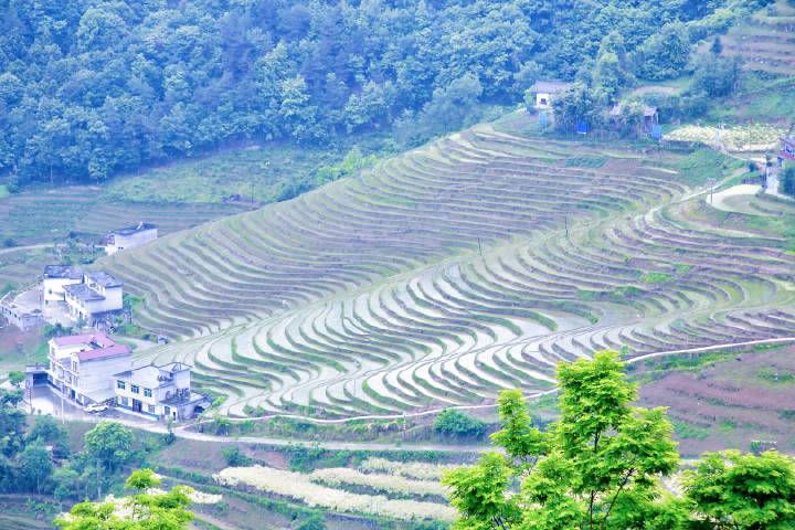 岚皋莲花路富硒茶