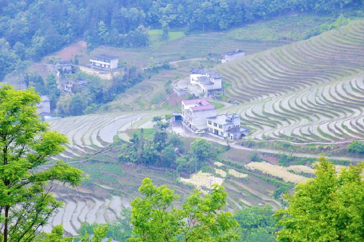 岚皋莲花路富硒茶