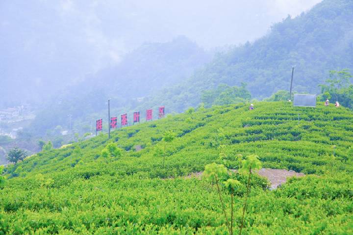 岚皋莲花路富硒茶