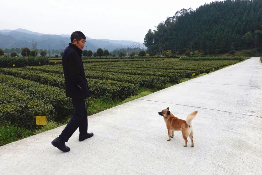 什么地方富硒茶好