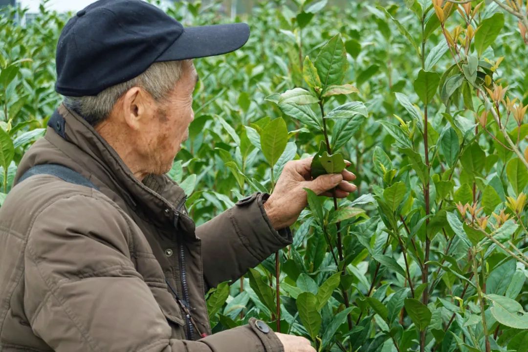 什么地方富硒茶好