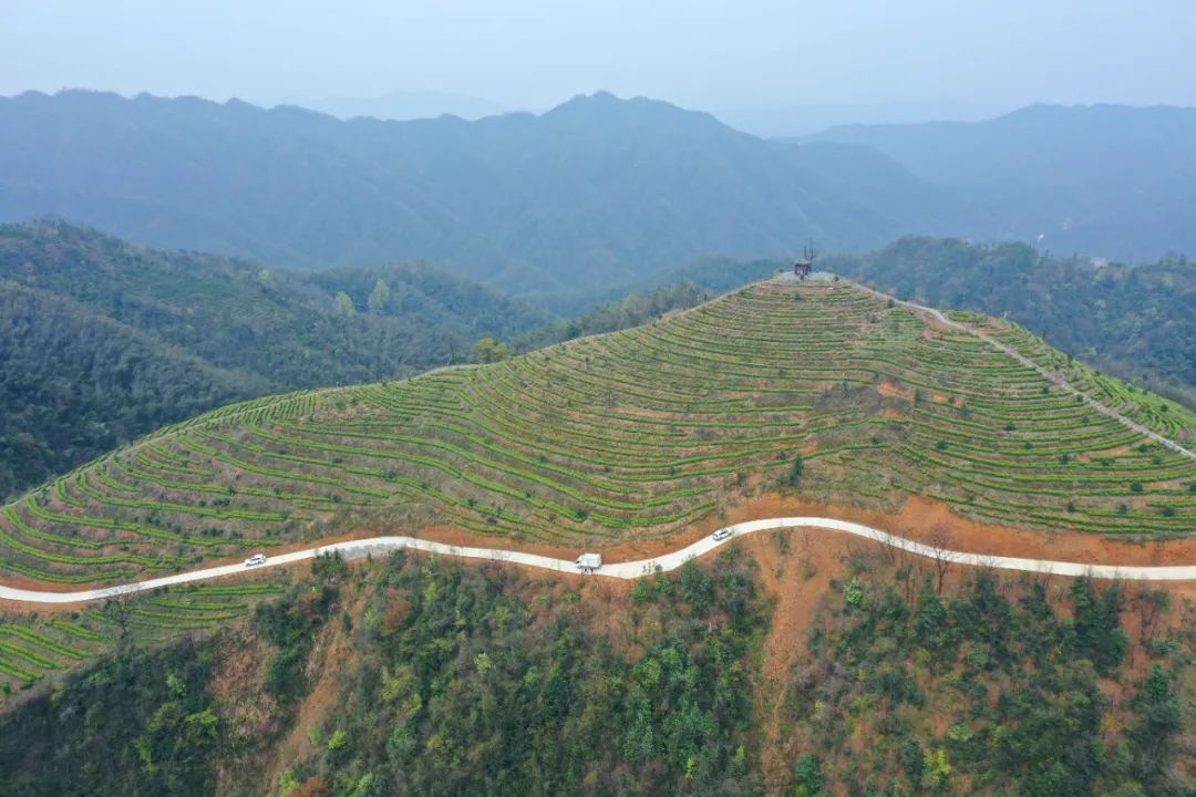 什么地方富硒茶好