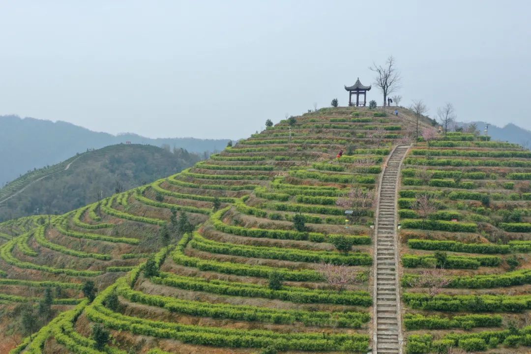 什么地方富硒茶好