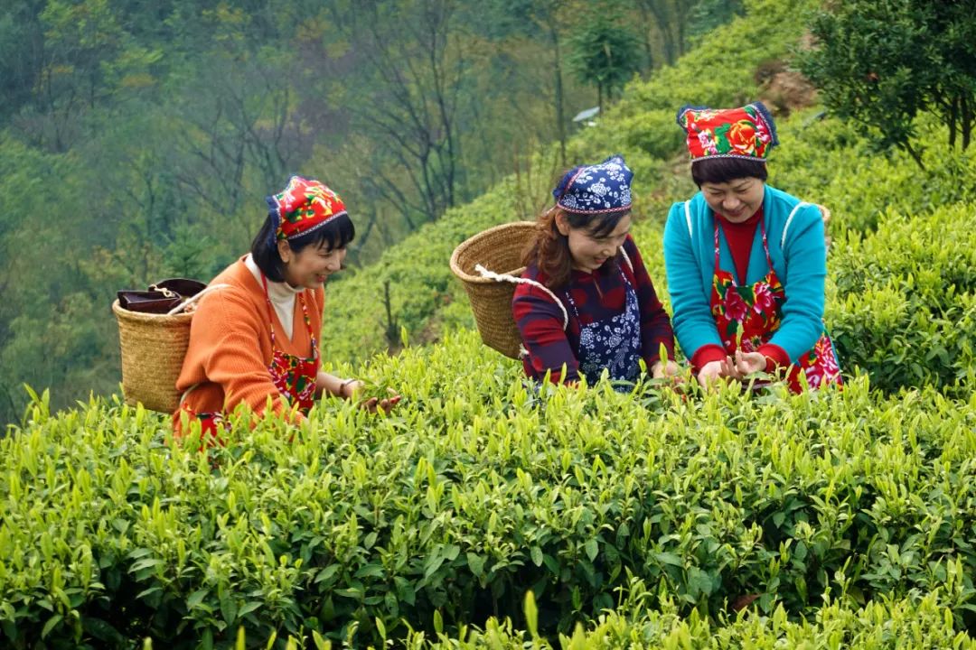 什么地方富硒茶好