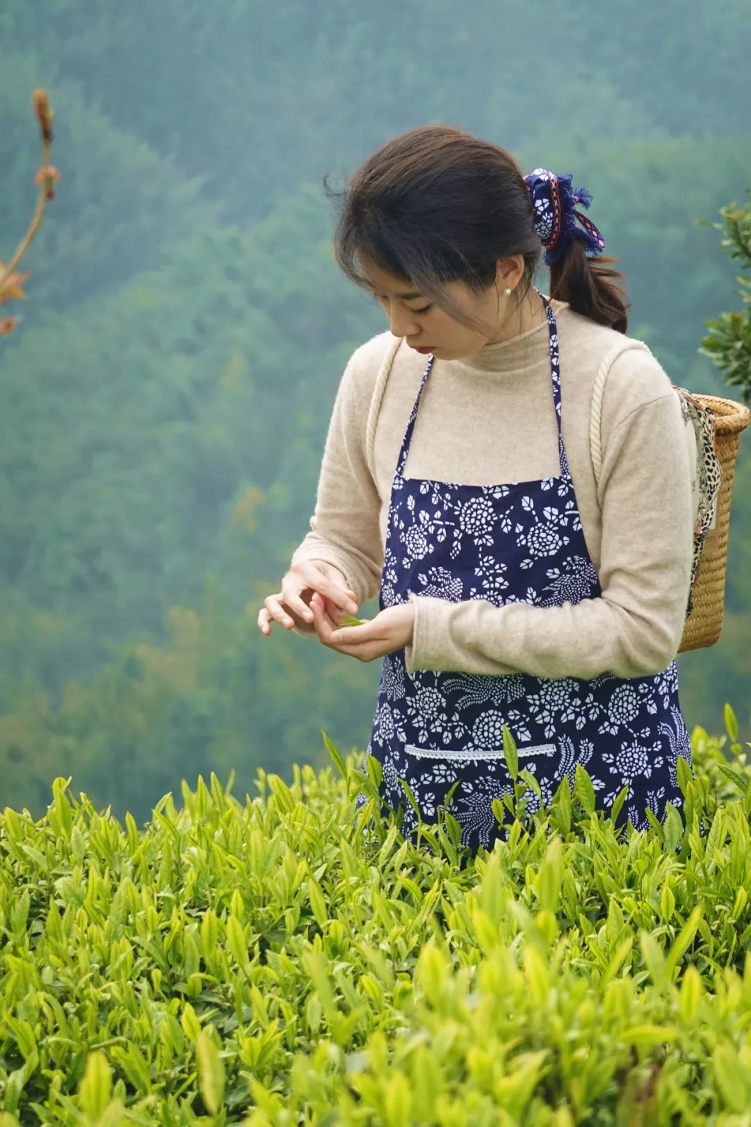 什么地方富硒茶好