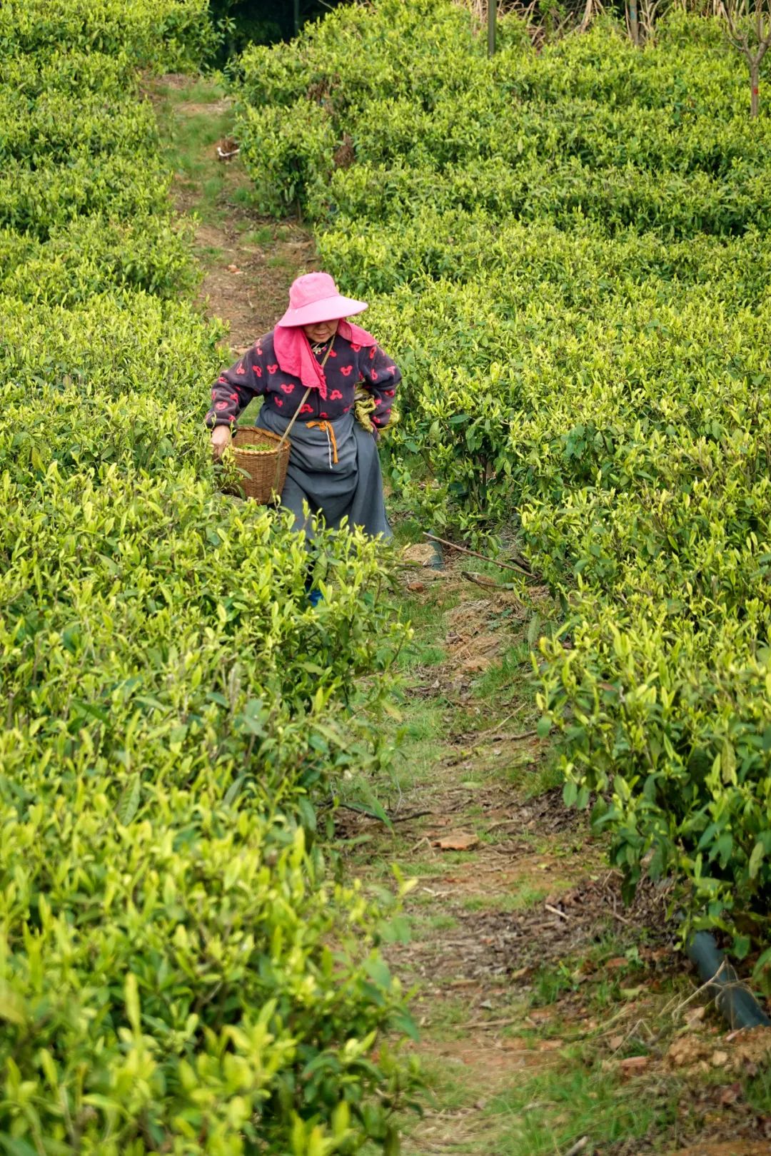 什么地方富硒茶好