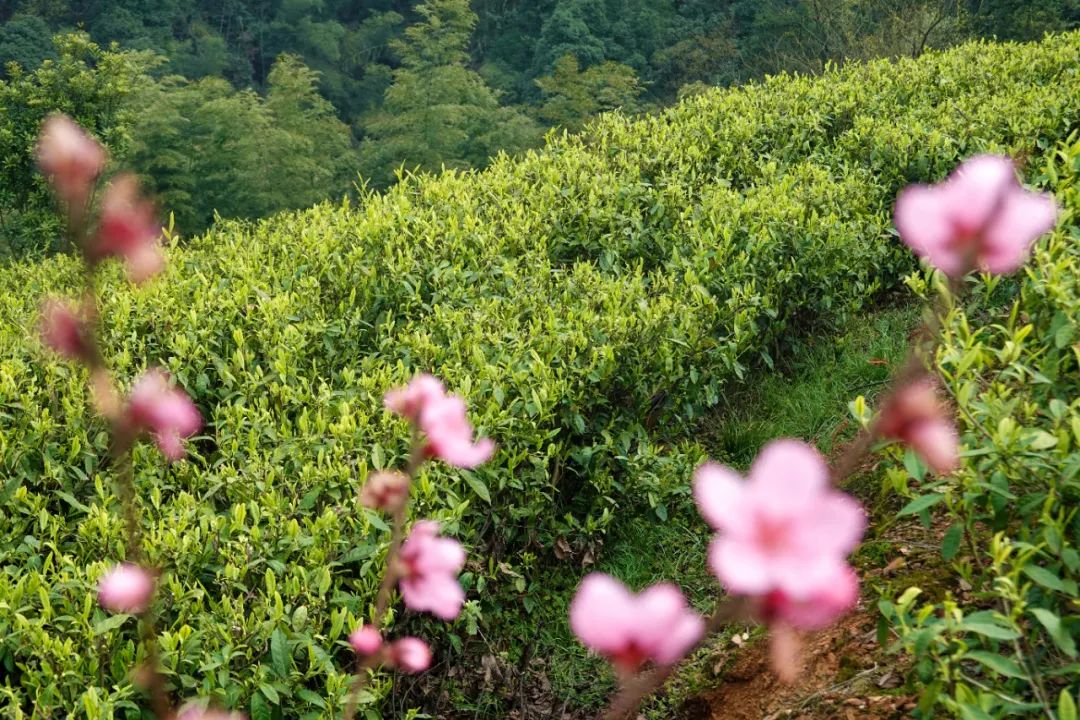 什么地方富硒茶好