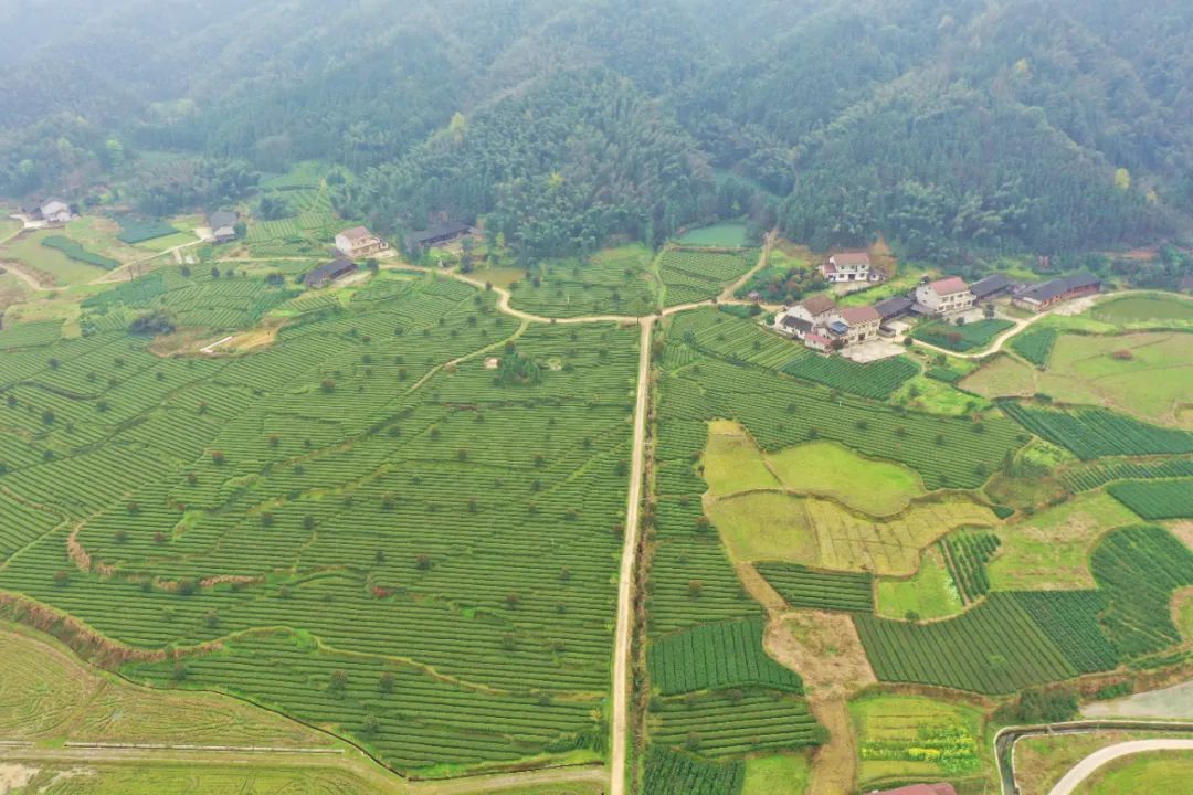 什么地方富硒茶好