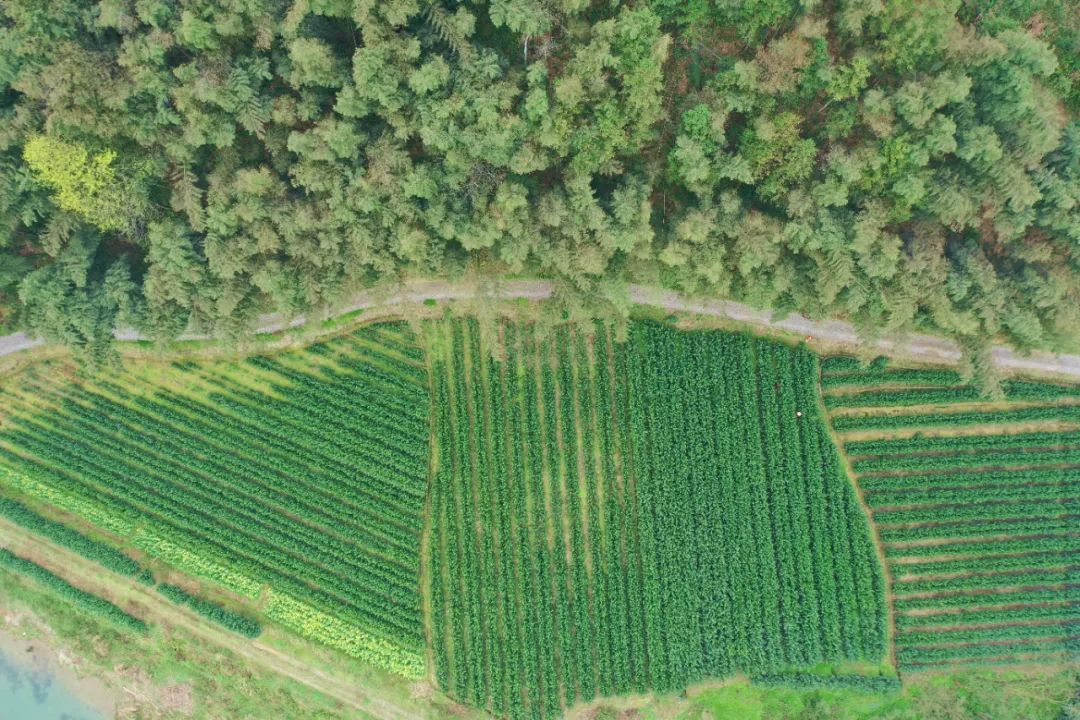 什么地方富硒茶好