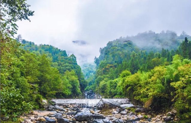 池州仙寓山富硒茶