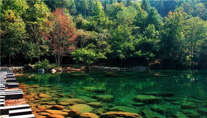 池州仙寓山富硒茶