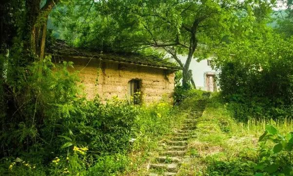 池州仙寓山富硒茶