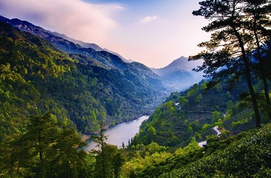 池州仙寓山富硒茶