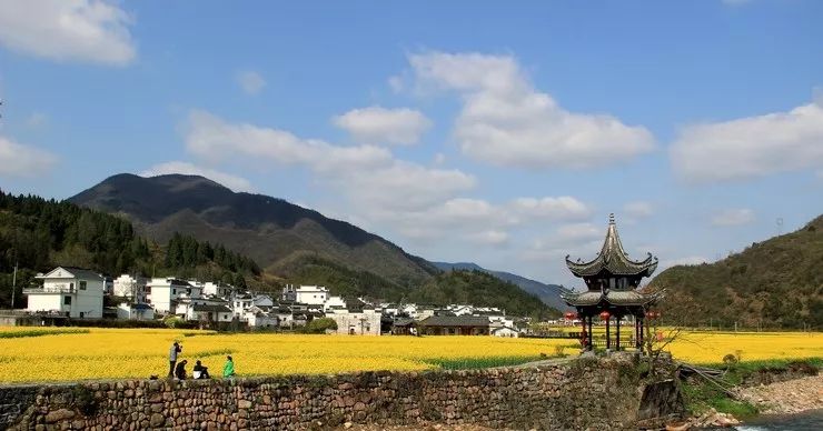 池州仙寓山富硒茶