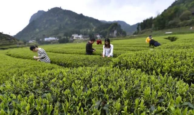 开阳禾丰乡富硒茶