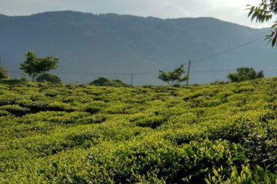 下关普洱茶厂，探索下关普洱茶厂：茶叶制造业的重要地标