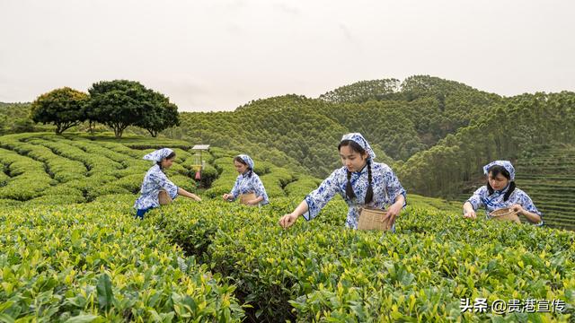 西山富硒茶怎么样