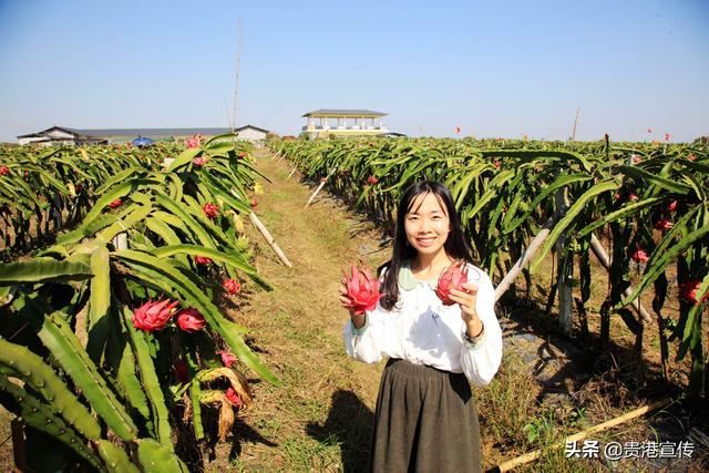 西山富硒茶怎么样