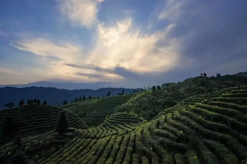 永州市富硒有机茶