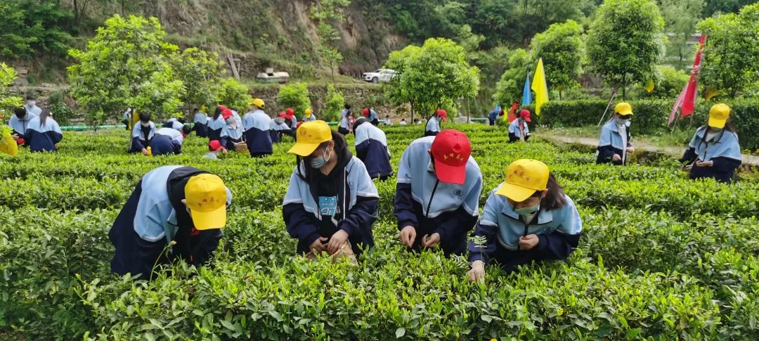 茅坪和富硒茶直播