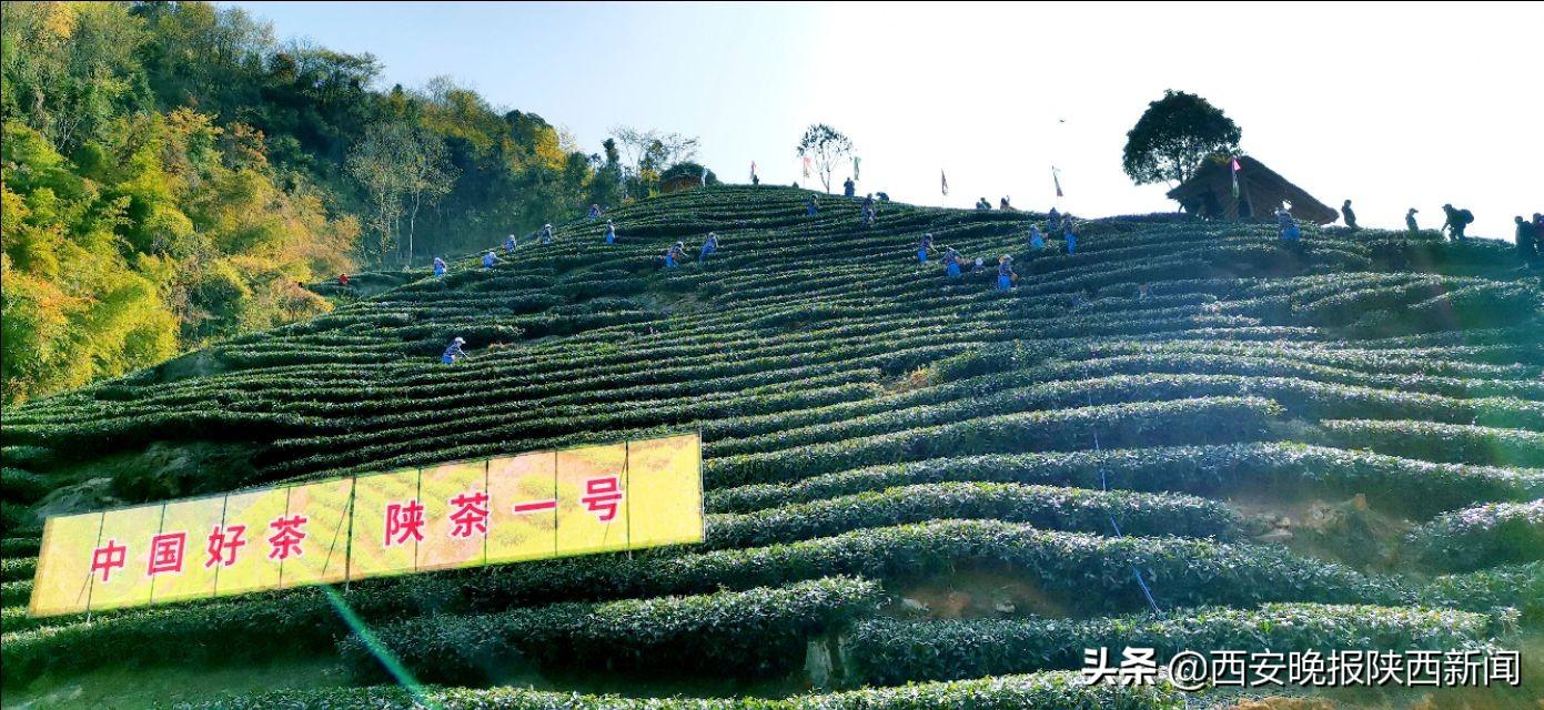 淘宝网陕南富硒茶