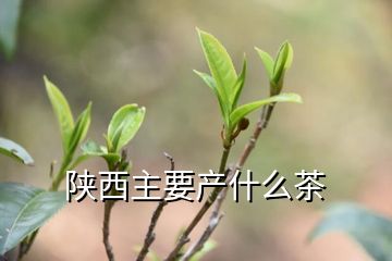 陕西主要产什么茶