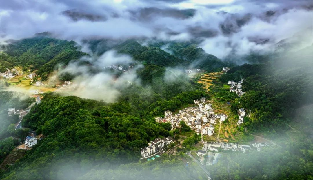 石台仙寓富硒野茶