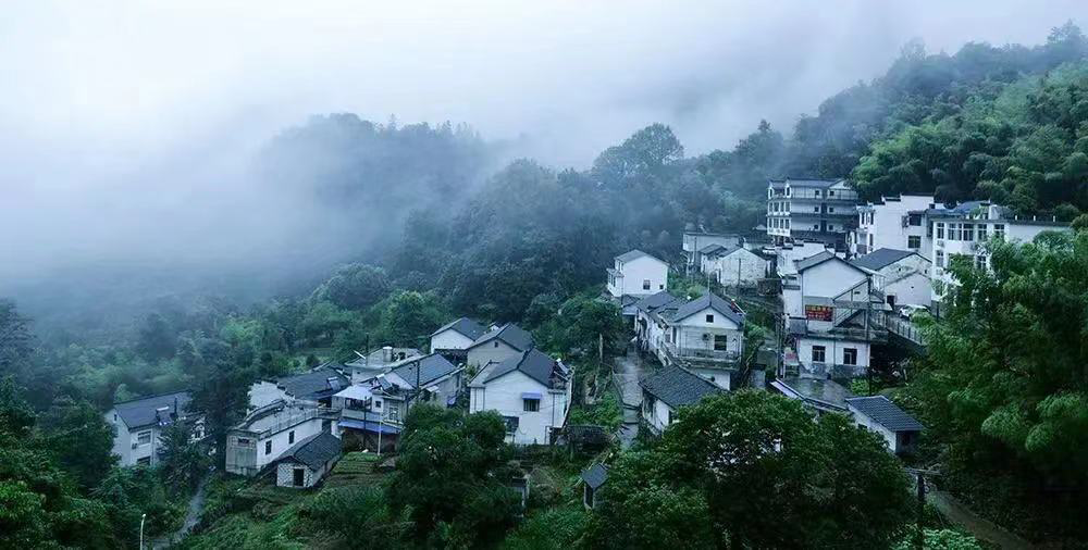 石台仙寓富硒野茶