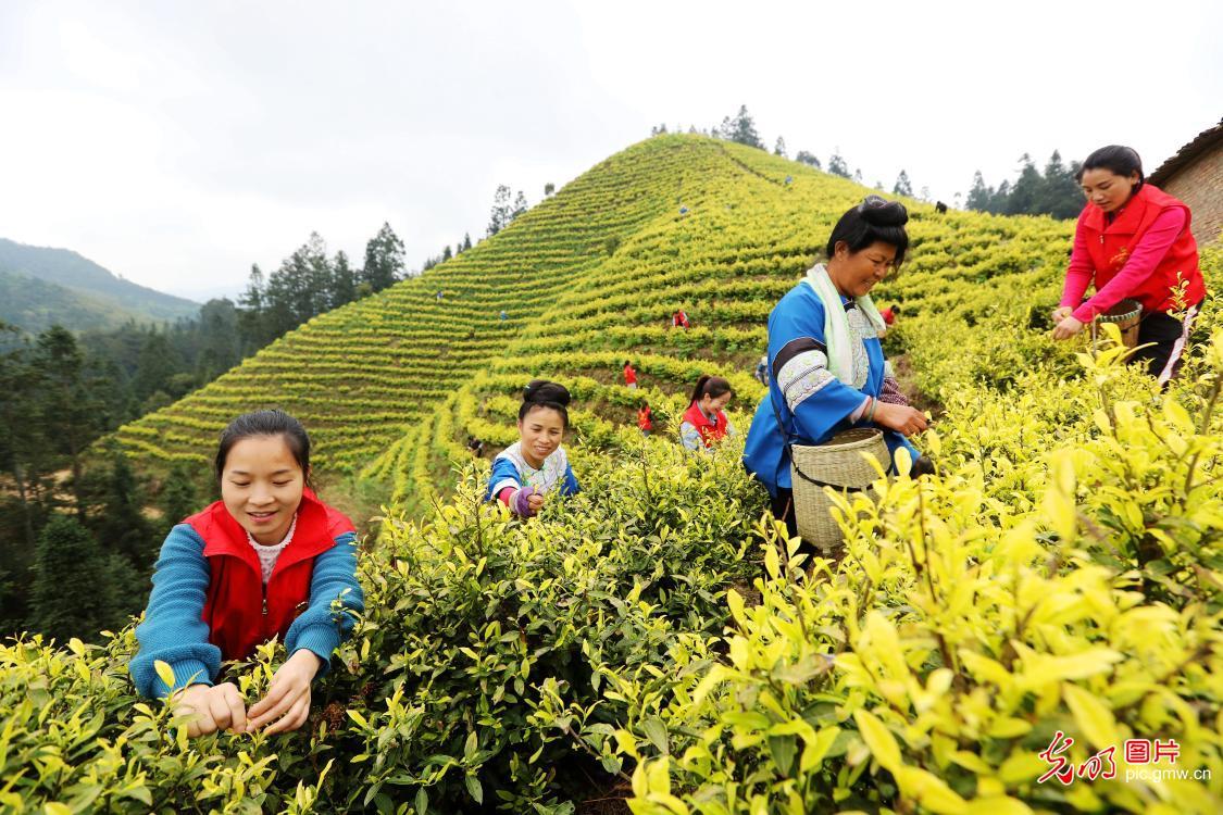 黔东南特产富硒茶