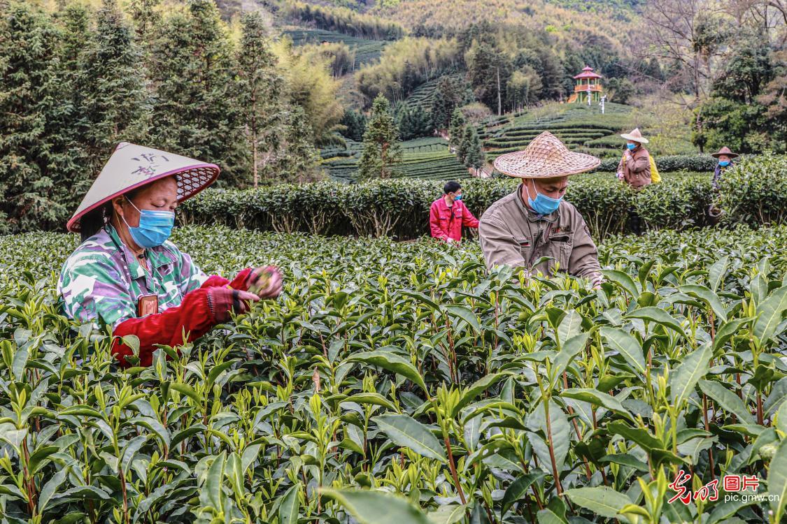 黔东南特产富硒茶