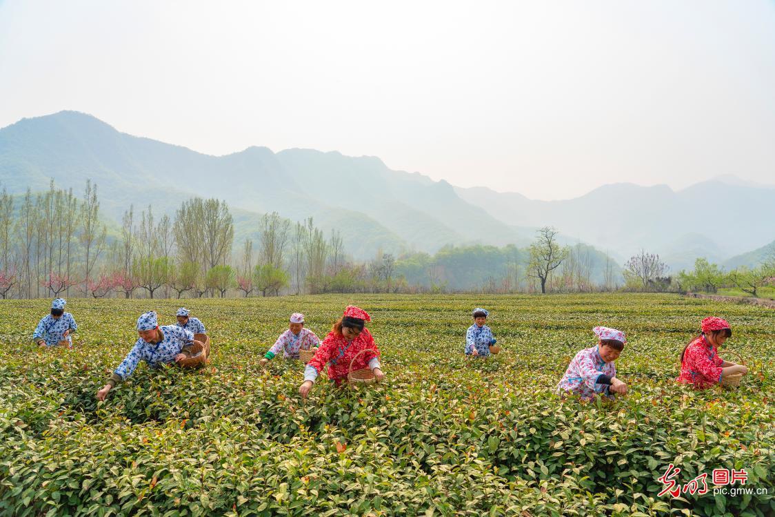 黔东南特产富硒茶