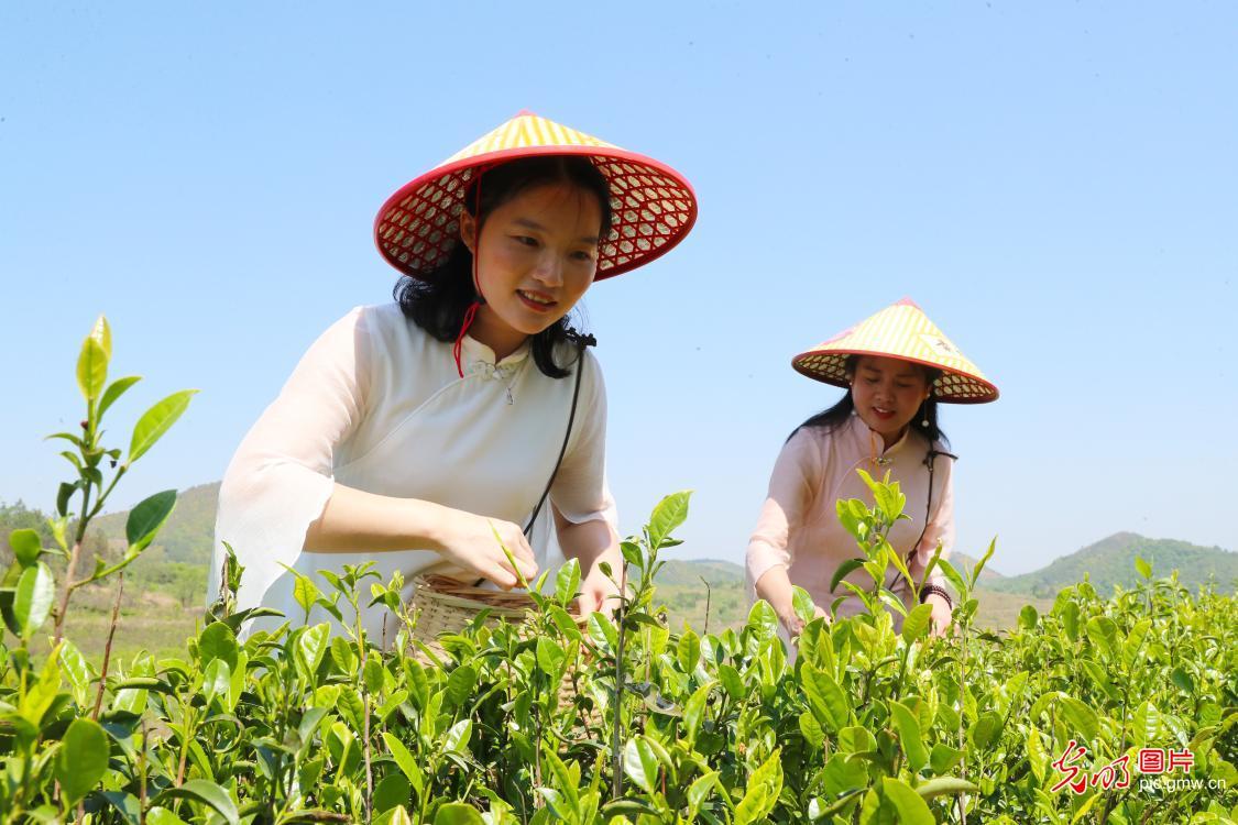 黔东南特产富硒茶