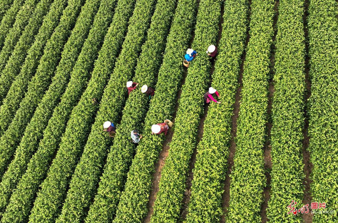 黔东南特产富硒茶