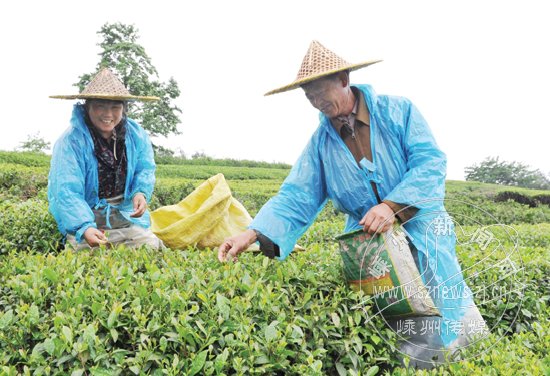 富硒茶产业链项目