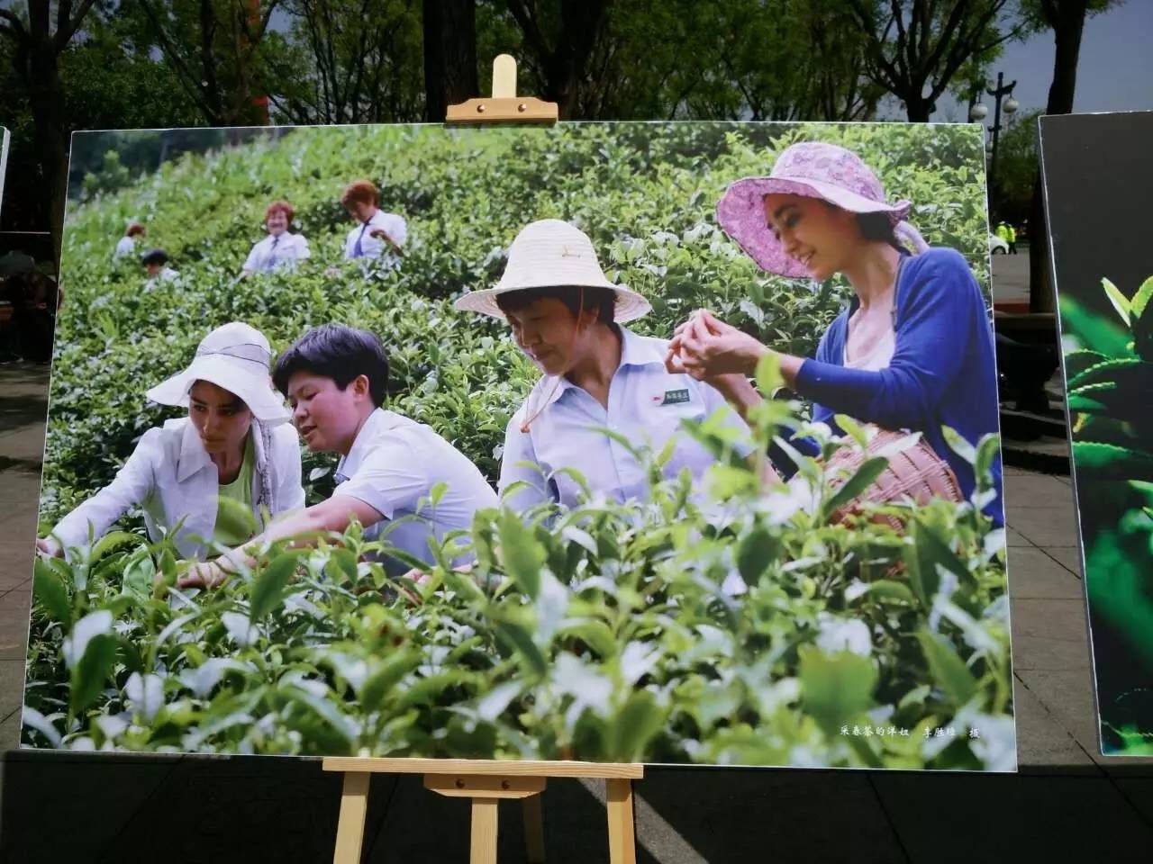 岚皋县秦巴富硒茶