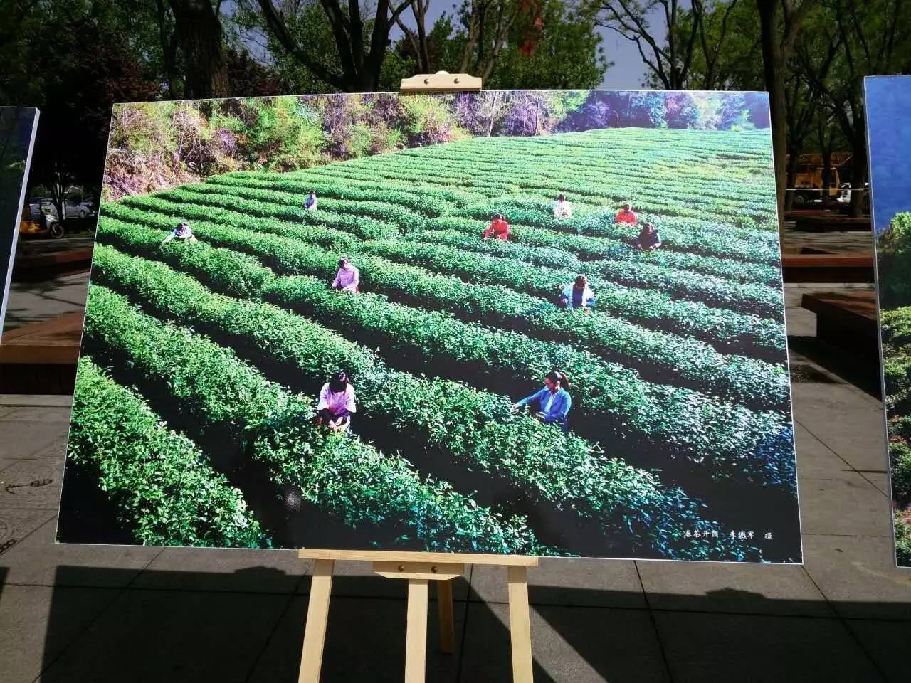 岚皋县秦巴富硒茶