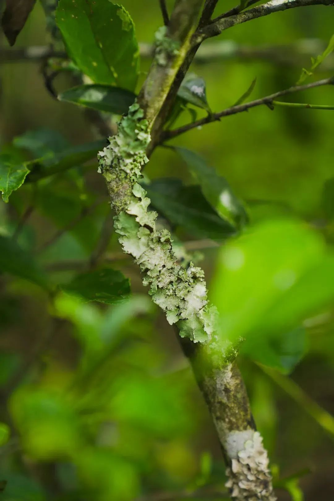 野茶和富硒的区别