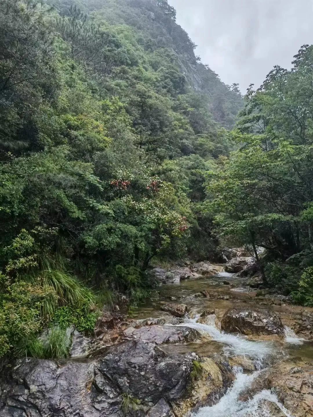 野茶和富硒的区别