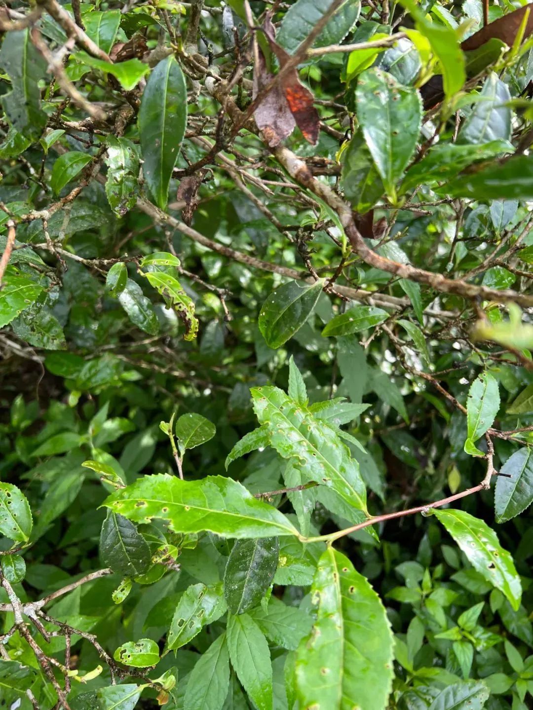 野茶和富硒的区别