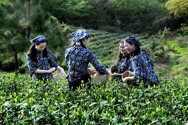 黄金芽和富硒野茶