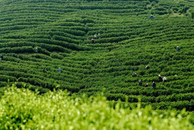 黄金芽和富硒野茶