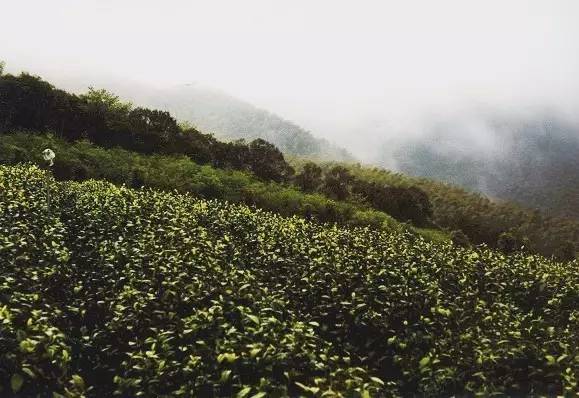 黄金芽和富硒野茶