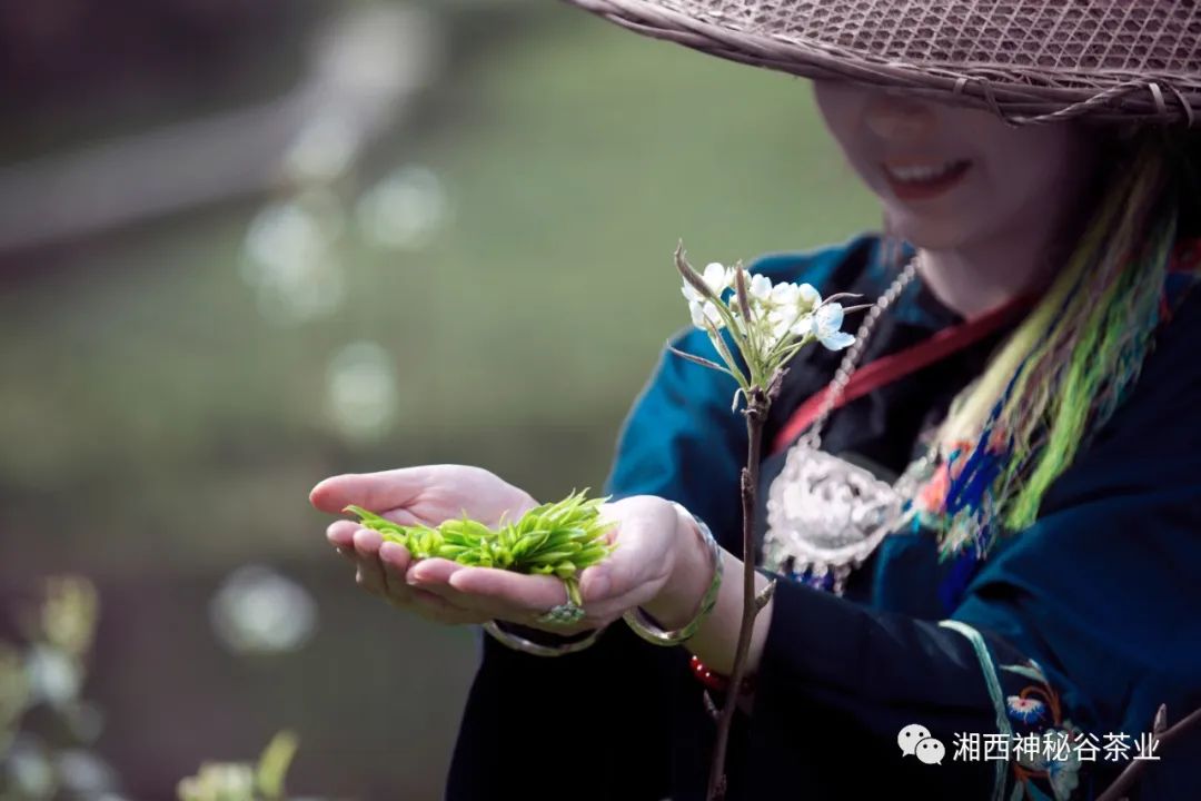 黄金芽和富硒野茶